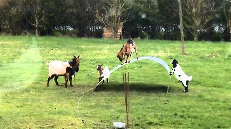 goats playing on metal sheet|Chèvres en équilibre .